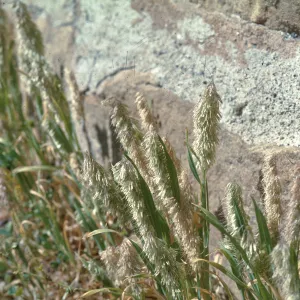 Lamarckia