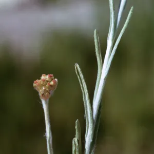 Gnaphalium luteoalbum