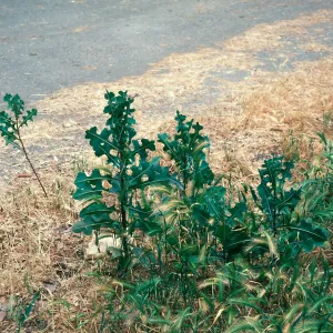 Lactuca serriola leaves