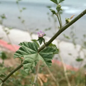 Lavatera cretica