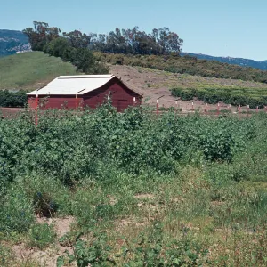 Lavatera cretica