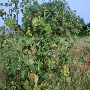 Lavatera cretica