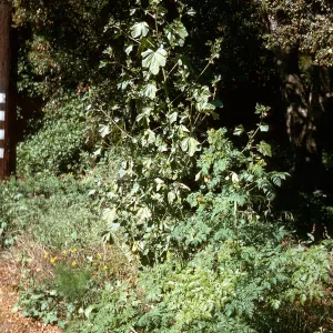 Lavatera cretica