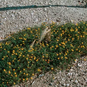 Lotus corniculatus