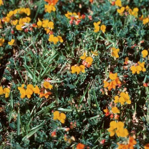Lotus corniculatus lawn