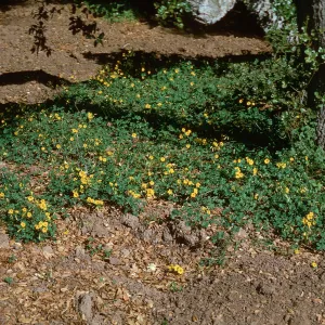 Oxalis pes-caprae