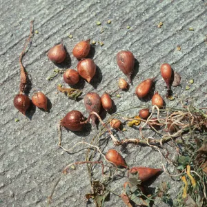 Oxalis bulbs