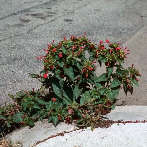 Mirabilis jalapa