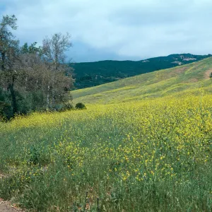 Black Mustard