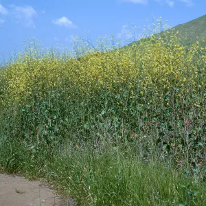 Black Mustard