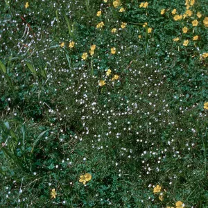 Oxalis - Spergula
