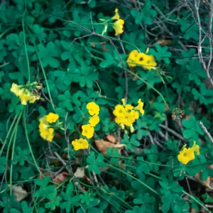 Oxalis pes-caprae