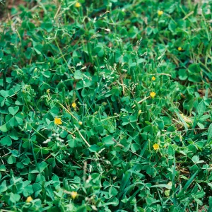 Oxalis corniculata