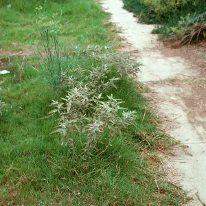 White Horsenettle, Solanum elaeagnifolium