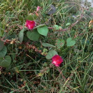 Ipomoea
