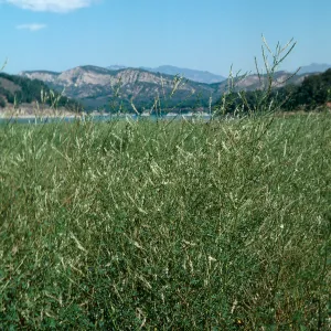 White Sweet Clover, upper Cachuma