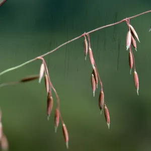 Veldt Grass flowers