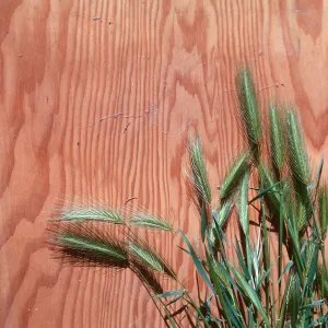 Hordeum