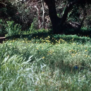 Hordeum, Oxalis