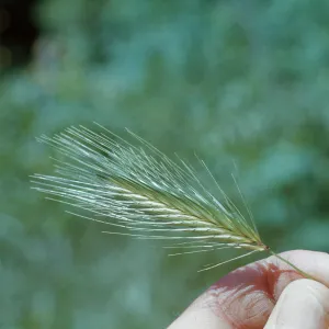 Hordeum