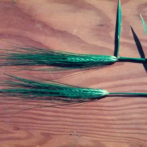 Hordeum vulgare