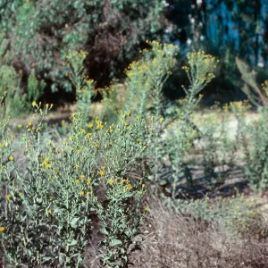 Heterotheca