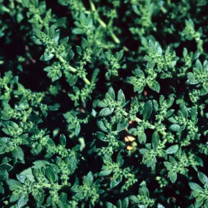 Herniaria cinerea