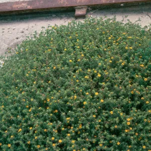 Hemizonia