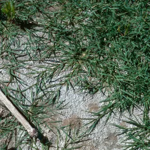 Heleochloa schoenoides, Cachuma Dam