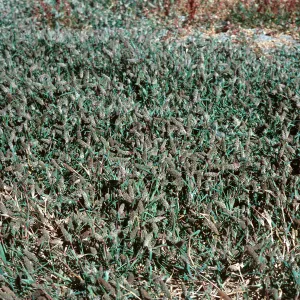Heleochloa schoenoides