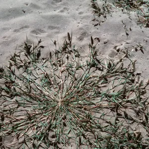 Heleochloa, upper Cachuma