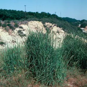 Harding Grass