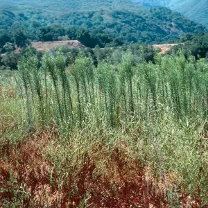 Conyza canadensis, Horseweed, upper Cachuma