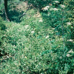Hemlock, Las Flores