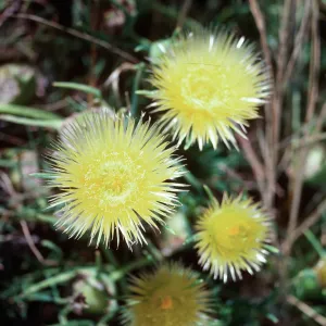 Herrea conicosia, Guadalupe