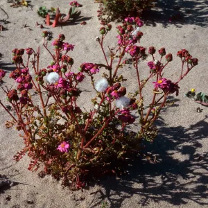 Senecio elegans, Guadalupe