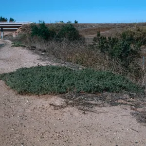 Atriplex semibaccata, Orcutt