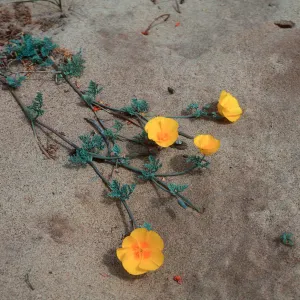 Poppy, Point Conception