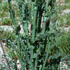 Sonchus asper, Lake Cachuma