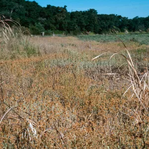 Gnaphalium, upper Lake Cachuma mudflat