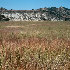 Horehound, Cachuma Dam