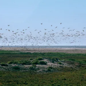 mouth, Santa Maria River