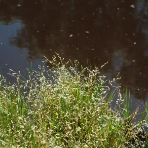 Poaceae, Las Alamos