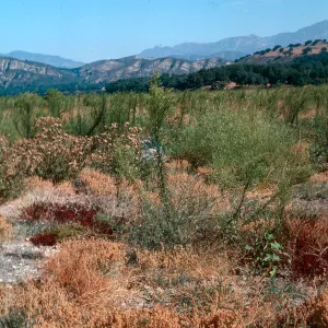 weeds, upper Cachuma