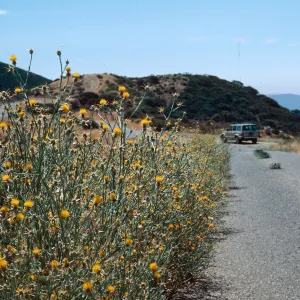 Yellow Starthistle, Highway 33, above Rose Valley turnoff
