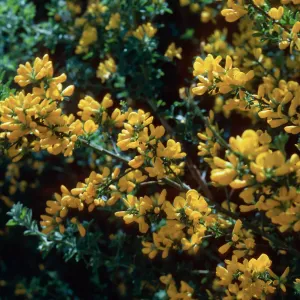 French Broom, San Marcos Pass