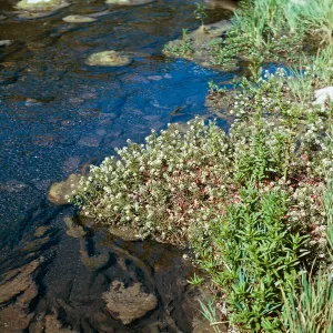 Watercress