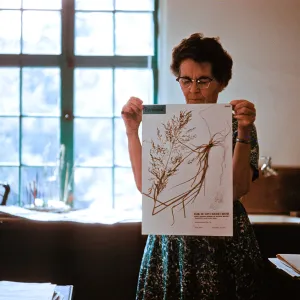 herbarium specimen for flora of Santa Barbara region