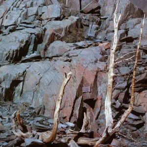 â€œStaghornâ€ stump, trail above Virginia Lake