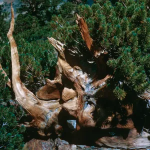 roots of Pinus albicaulis, below Summit Pass on West side, Mono County